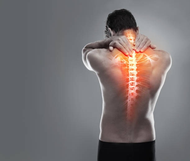 Spinal Cord Anatomy